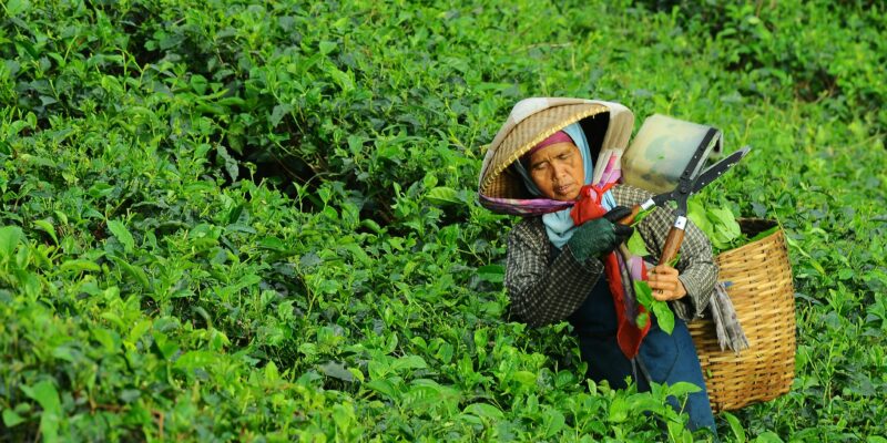 Woman picking tea leaves, carrying a basket of leaves on her back