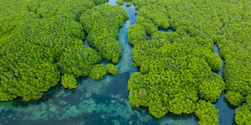 Aerial drone view of the Anavilhanas archipelago, flooded amazonia forest in Negro River, Amazonas, Brazil