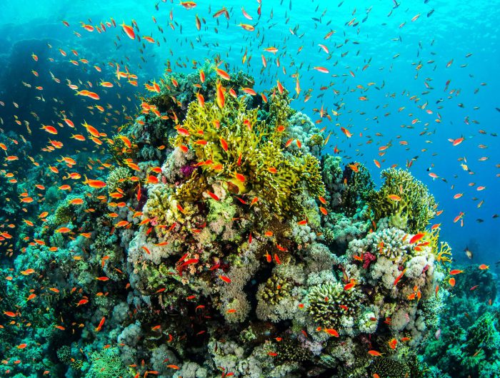 IPBES: Economic and financial systems must evolve to protect biodiversity and support transformative change