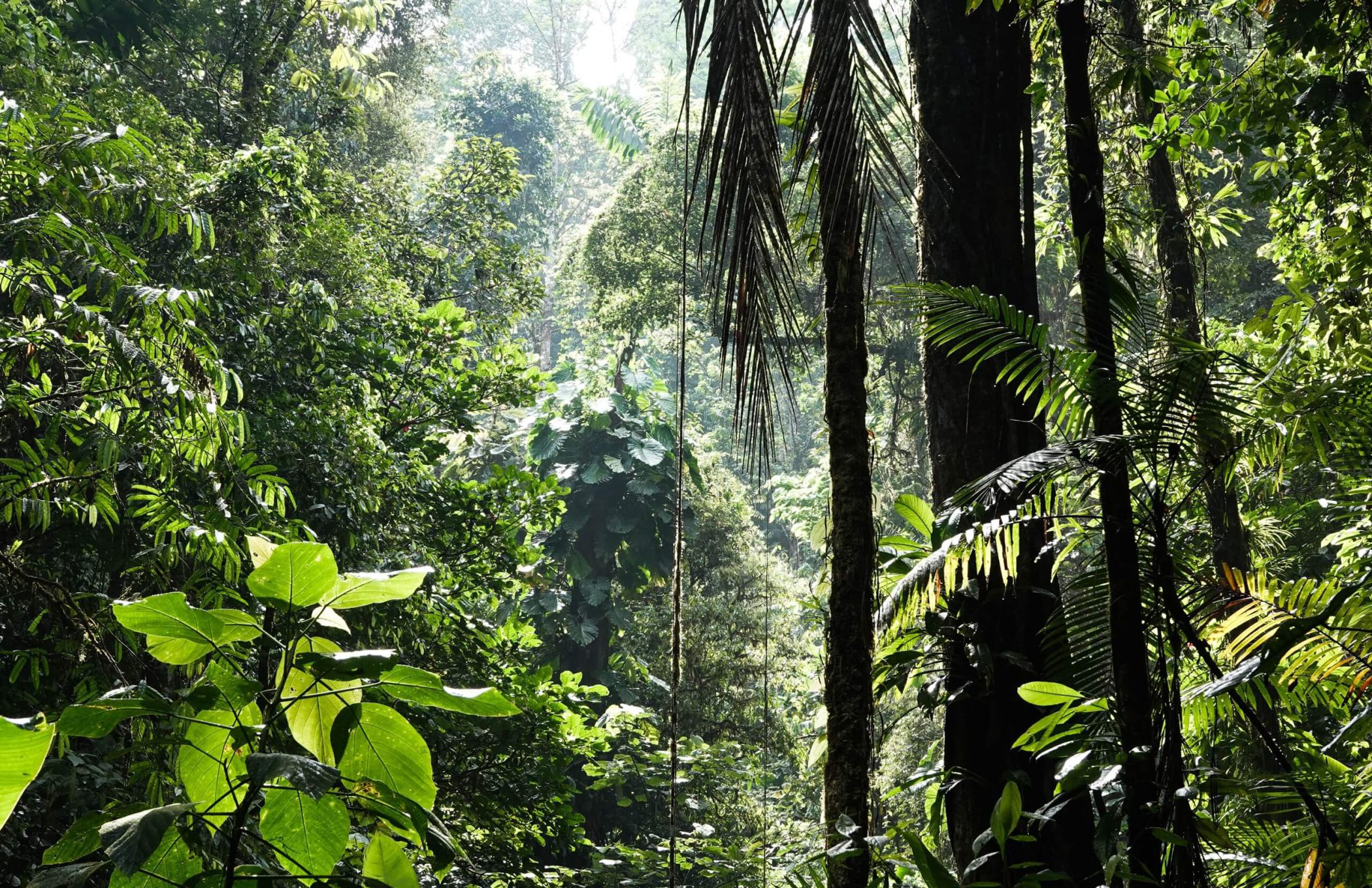 Biodiversity offsetting and biocredits