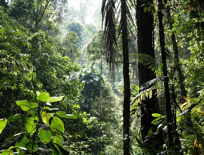 Biodiversity offsetting and biocredits