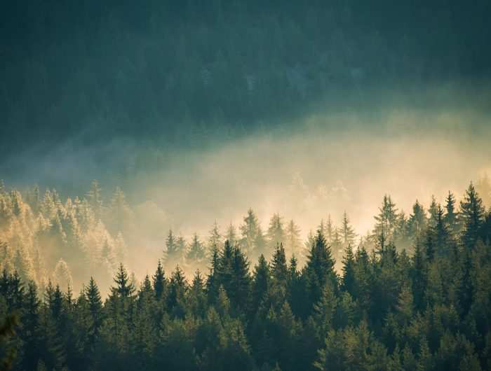 Article 6 of the Paris Agreement at COP29: What is at stake?