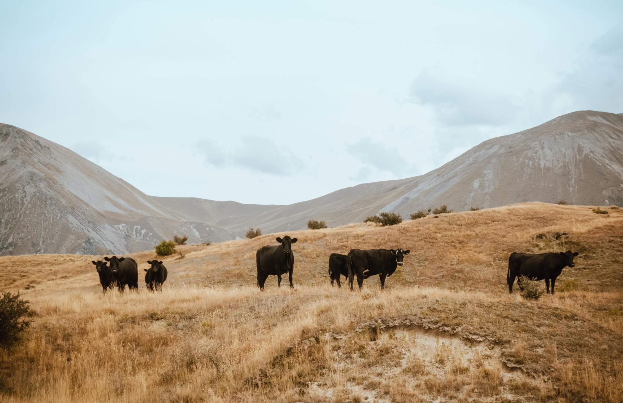 Relying on soil-based carbon capture to offset livestock emissions is risky