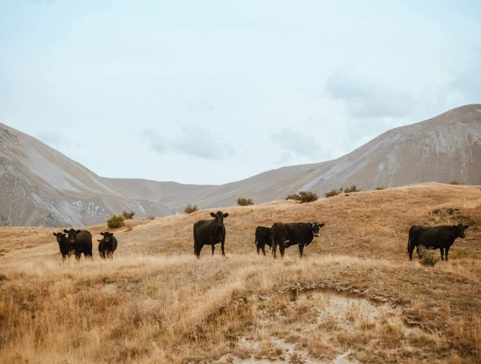 Relying on soil-based carbon capture to offset livestock emissions is risky