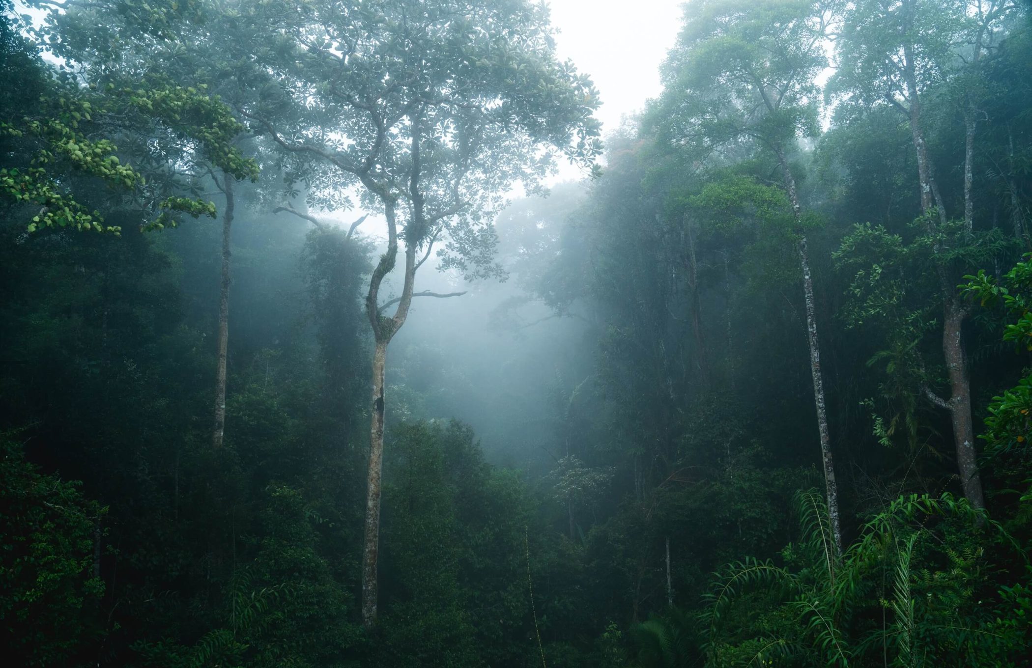 Risks and opportunities for nature-based solutions in Latin America and the Caribbean 
