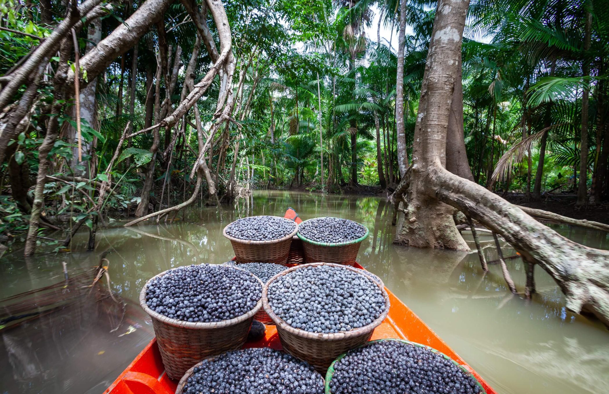 Understanding the bioeconomy