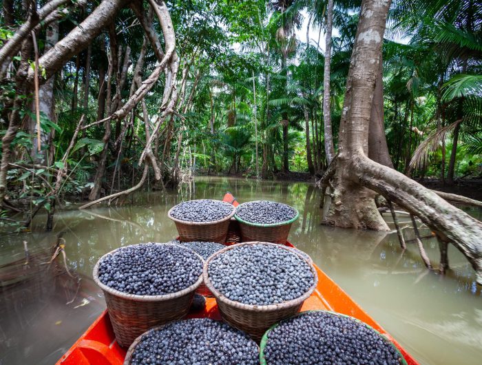 Understanding the bioeconomy and how to invest in it for equitable growth and nature protection