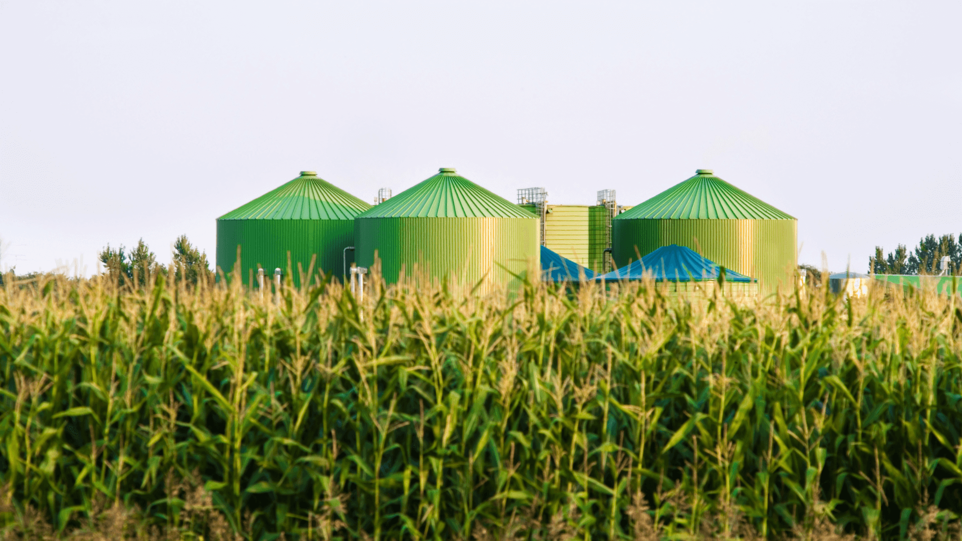 Biogas and its role in the energy transition