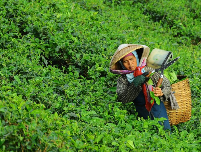 An introduction to sustainable agriculture in smallholder farming
