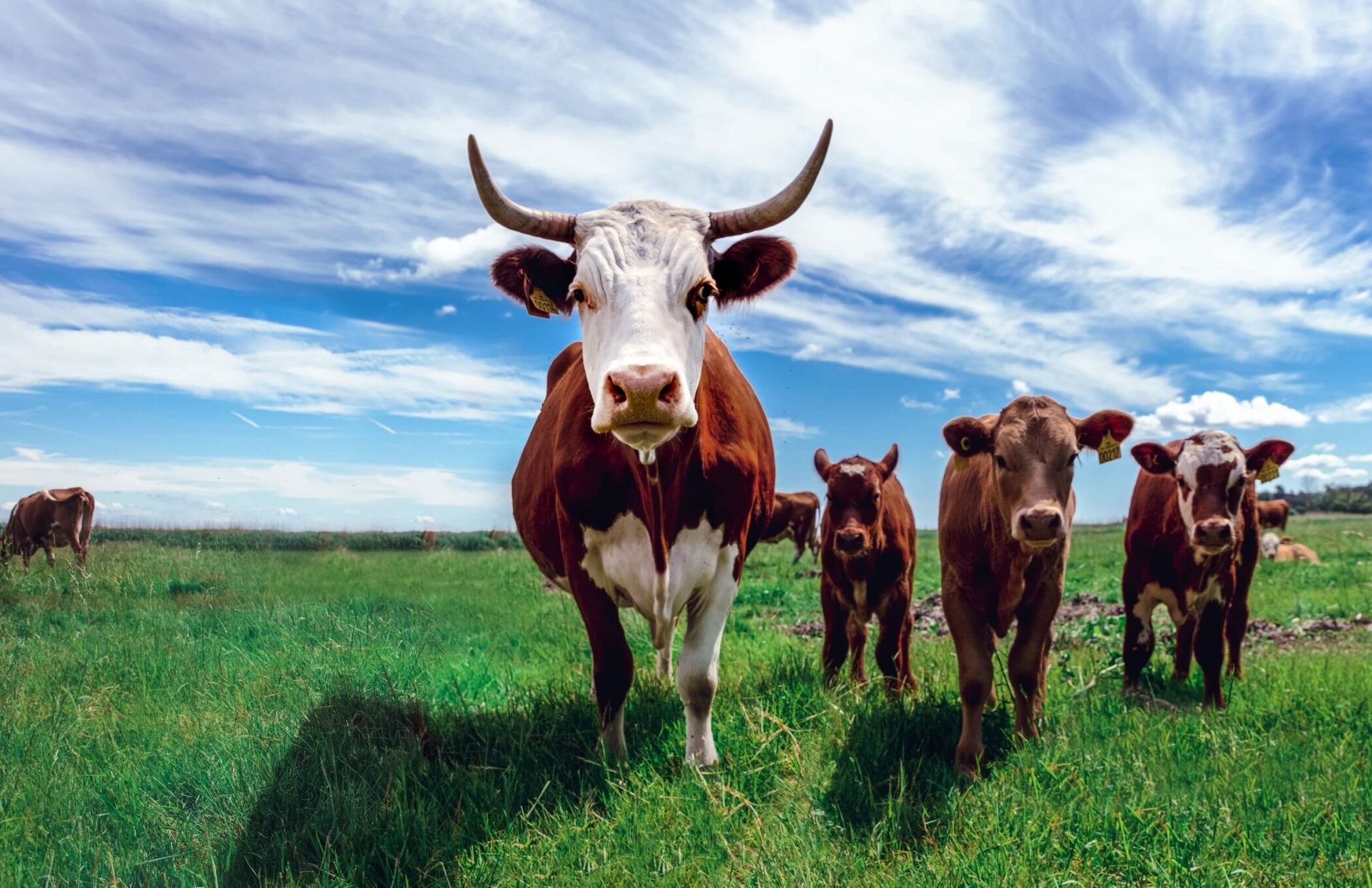 Eating better and less meat and dairy is key to tackling climate change