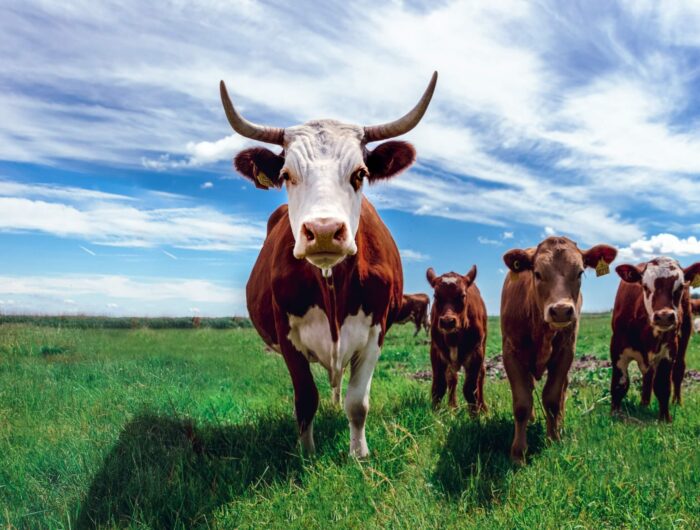 Eating better and less meat and dairy is key to tackling climate change