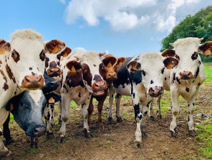 Cows on pasture