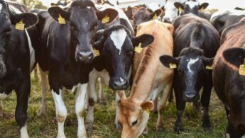 Meat consumption
