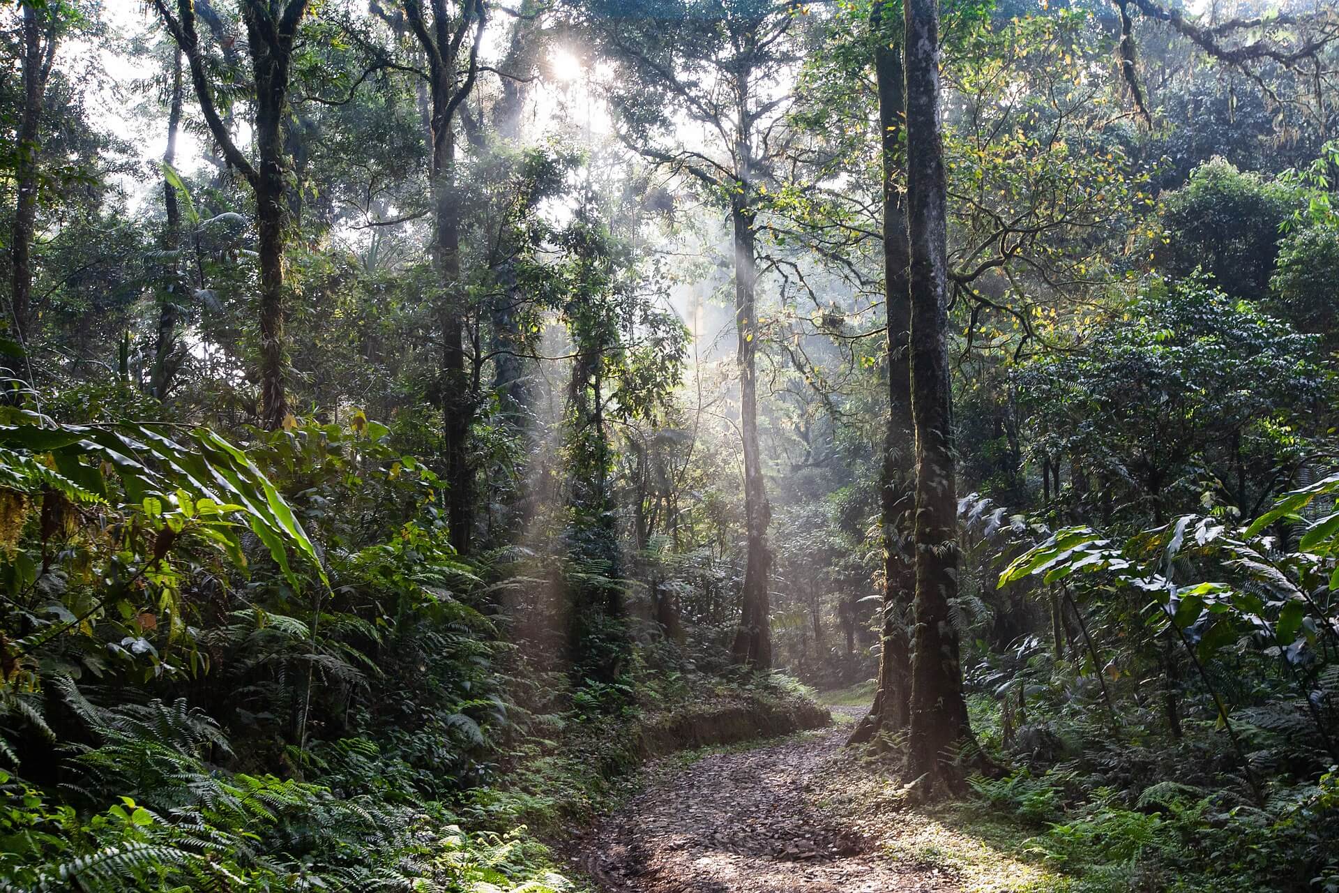 Asia’s booming voluntary carbon market