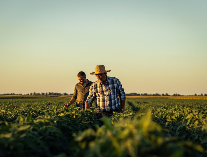 Smallholder farmers, agricultural sustainability and global food security