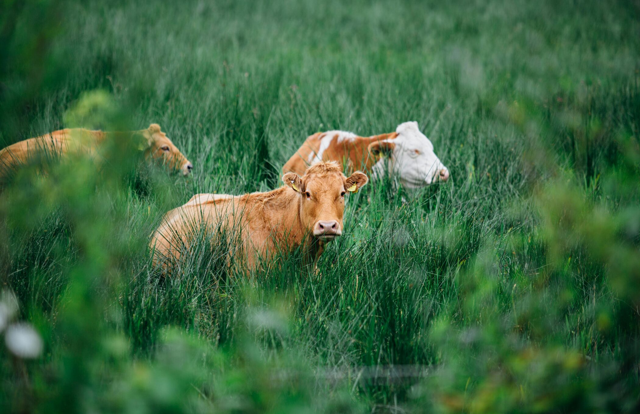 The cost of livestock and meat consumption on human health and the healthcare system