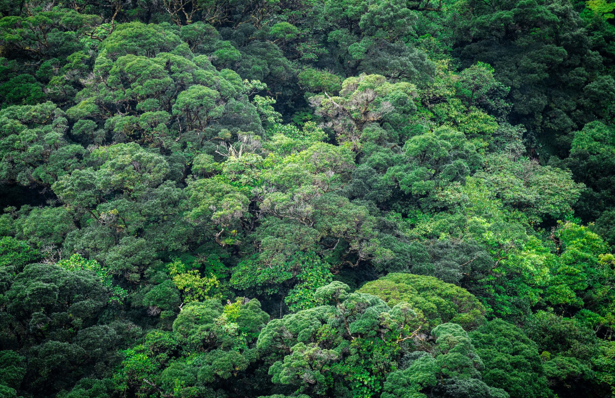 Tropical Forest Forever Facility aims to incentivise forest protection