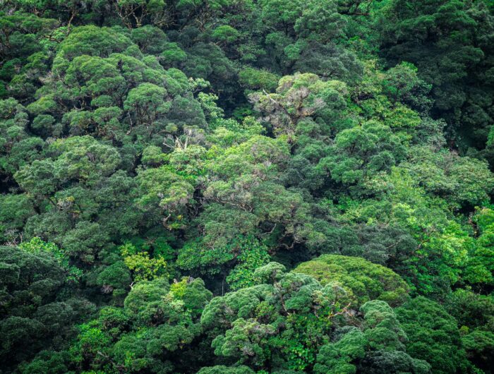 Tropical Forest Forever Facility aims to incentivise forest protection