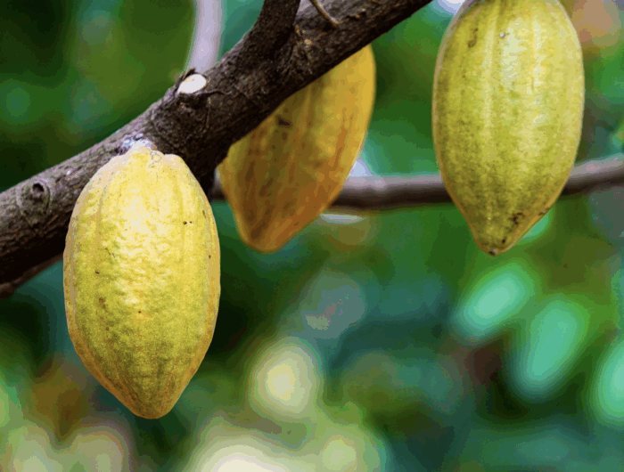 Congo Basin deforestation threatens regional rainfall and global cocoa supply