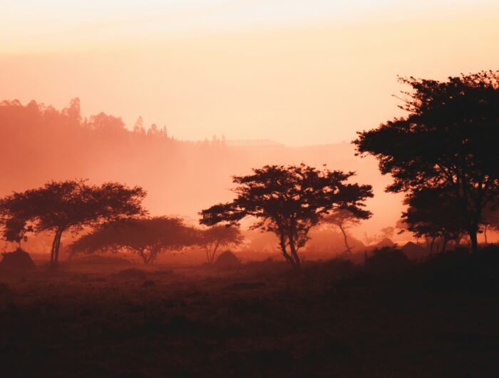 Photo of trees in a red sunrise in Kigali, Rwanda