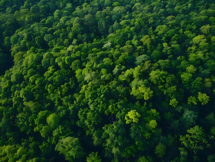 Natural capital is a high-return investment in resilience