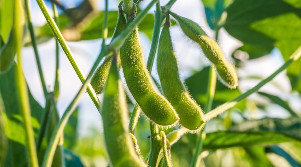 Close-up photo of soybean crop
