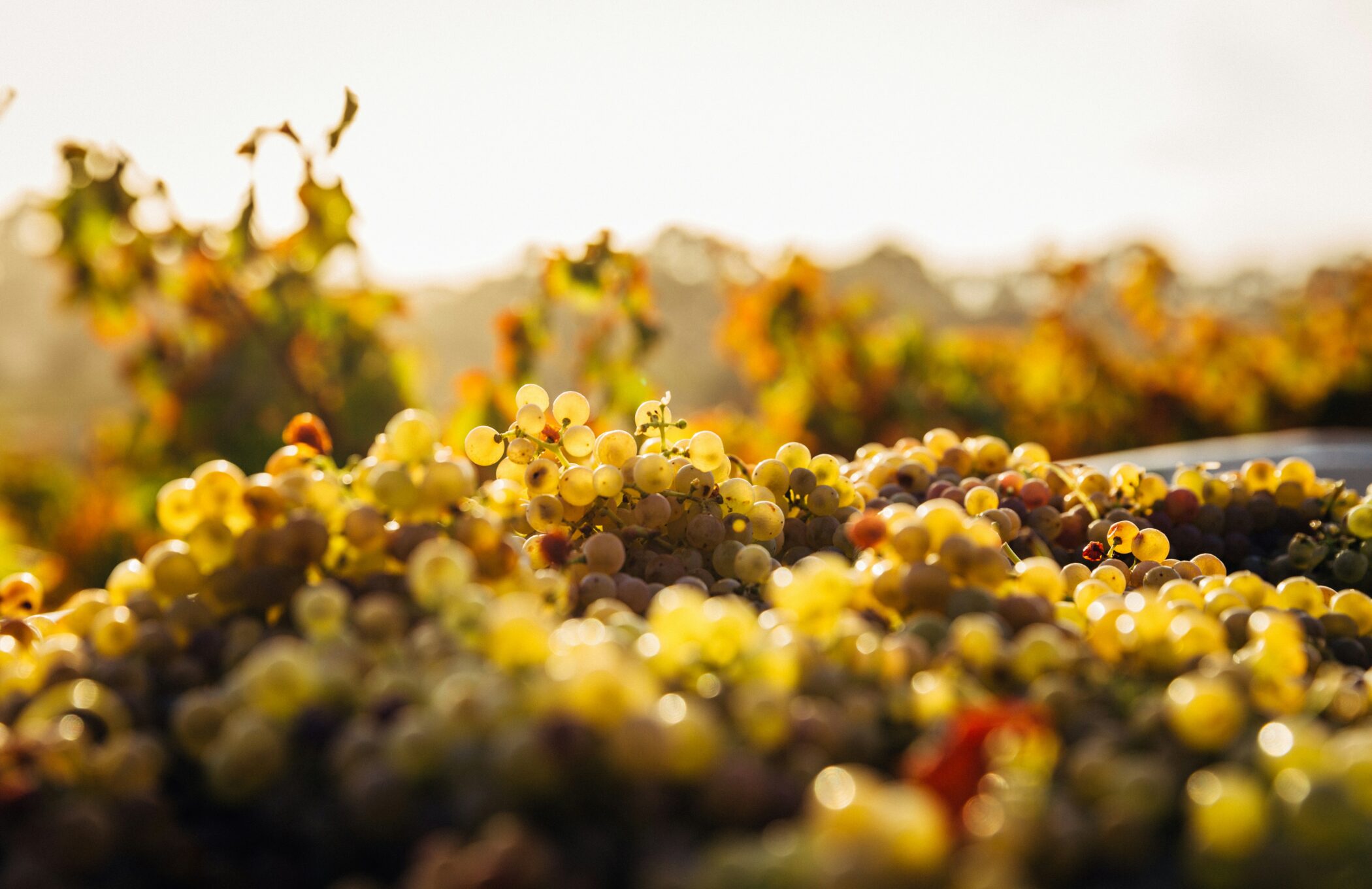 Photo of white wine grapes under a hot sun