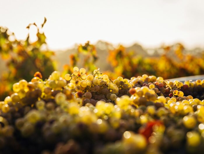 Photo of white wine grapes under a hot sun