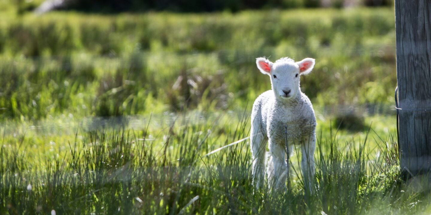 Climate extremes in the UK are driving up lamb prices for consumers