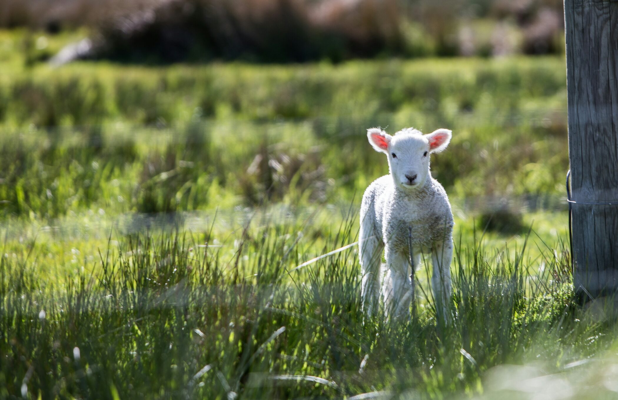 Climate extremes in the UK are driving up lamb prices for consumers