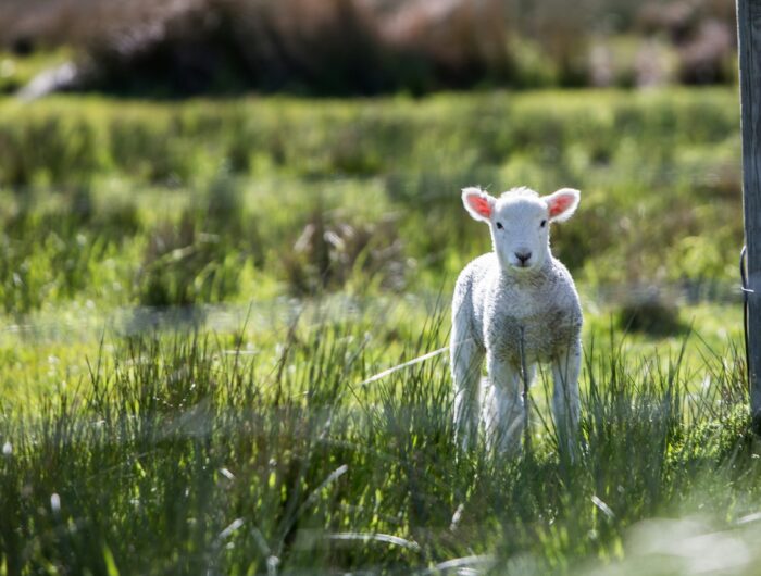 Climate extremes in the UK are driving up lamb prices for consumers