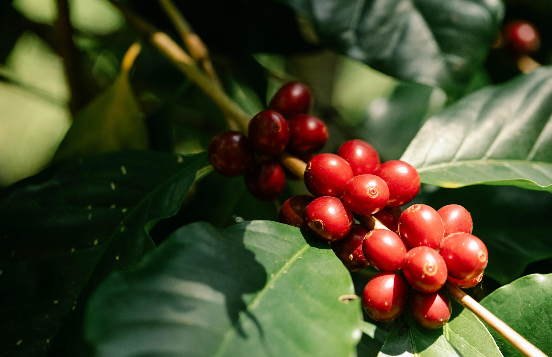 German climate finance helps shield the country’s EUR 20 billion coffee industry, holding down prices for consumers
