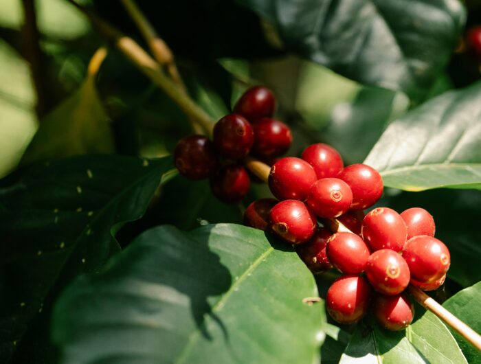 German climate finance helps shield the country’s EUR 20 billion coffee industry, holding down prices for consumers