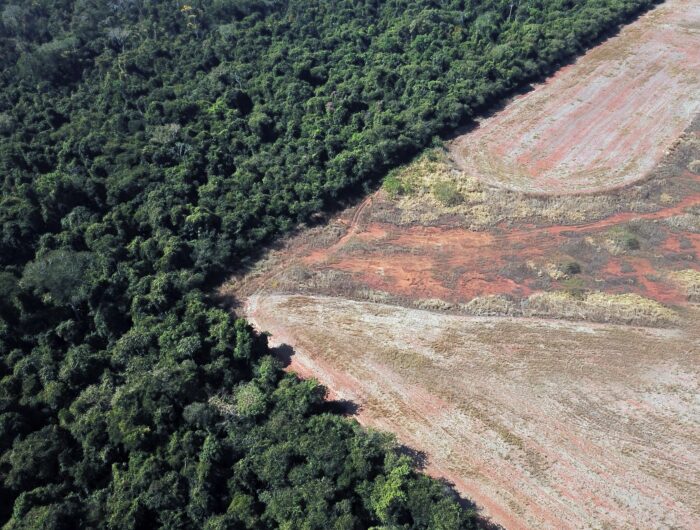 Conserving tropical forests could preserve billions of dollars in pharmaceutical value from undiscovered drugs